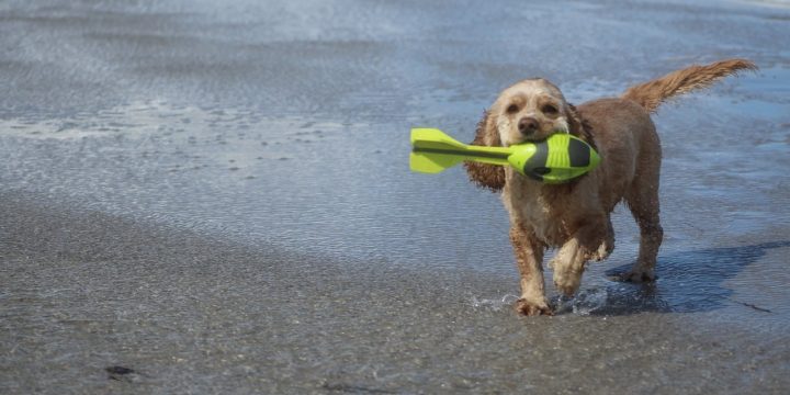 Dog on beach 1