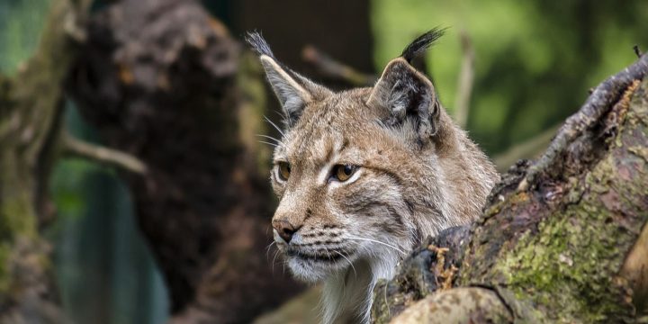 Eurasian Lynx
