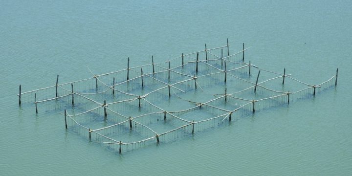 Mussel_farm_in_ashtamudi_lake