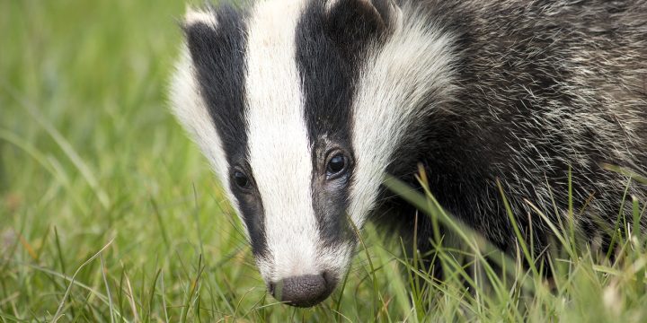 badger