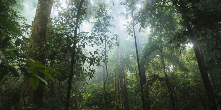 jungle