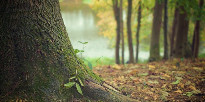 tree-trunk-569275_1920